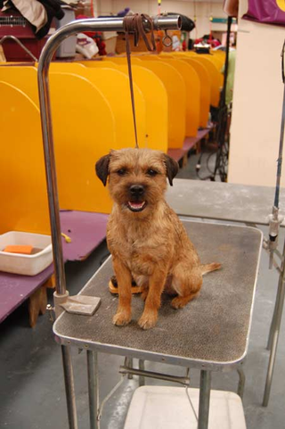 Illustration for article titled The Westminster Dog Show: Bitches, Man, Bitches